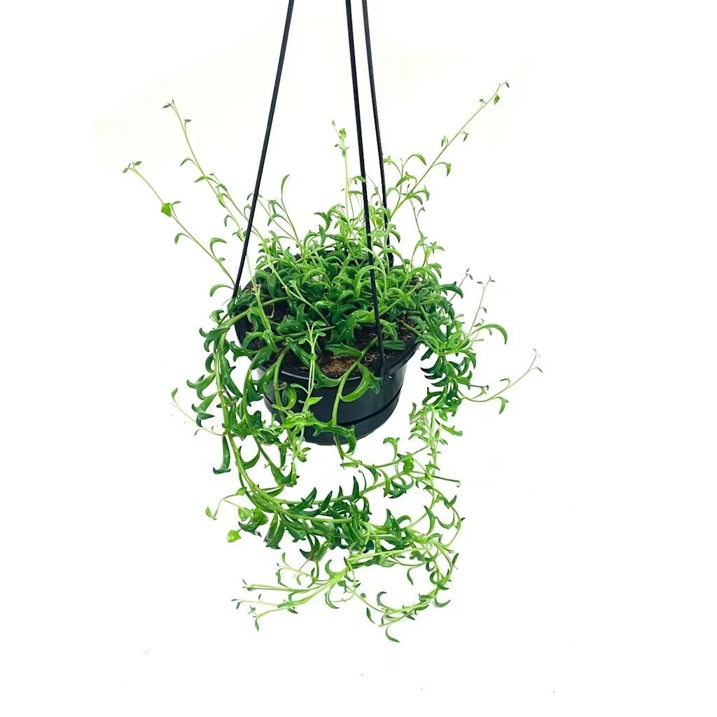 Senecio peregrino