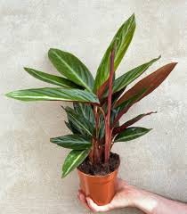 Estrella rayada de Stromanthe
