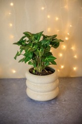 Syngonium "Robusta Verde"
