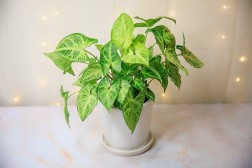 Syngonium "Robusta Verde"