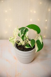 Epipremnum aureum "Media Luna" Pothos