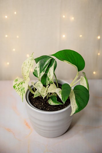 Epipremnum aureum "Media Luna" Pothos