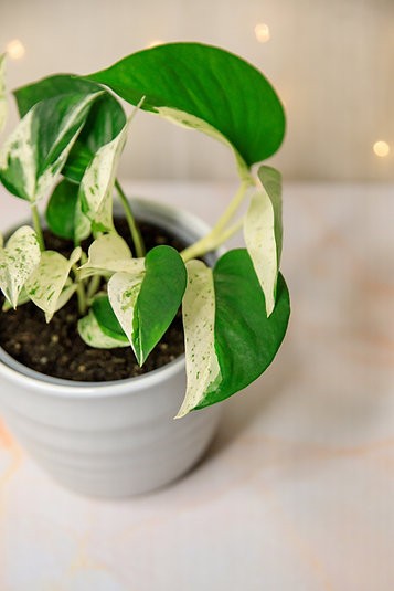 Epipremnum aureum "Media Luna" Pothos
