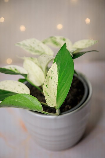 Epipremnum aureum "Media Luna" Pothos