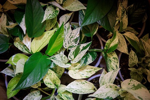 Epipremnum aureum "Media Luna" Pothos