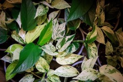 Epipremnum aureum "Media Luna" Pothos
