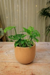 Monstera adansonii "Varita de queso suizo"