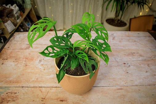 Monstera adansonii "Varita de queso suizo"