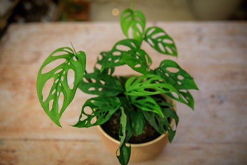 Monstera adansonii "Varita de queso suizo"