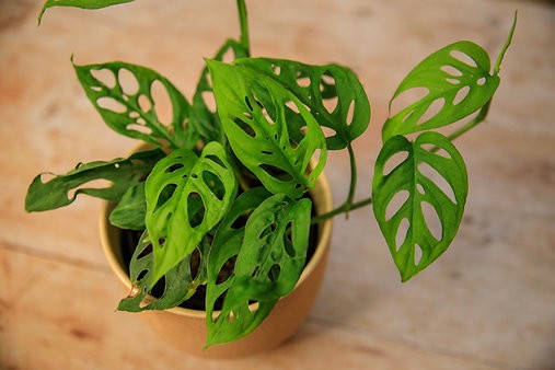 Monstera adansonii "Varita de queso suizo"