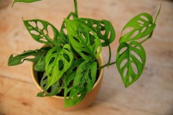 Monstera adansonii "Varita de queso suizo"