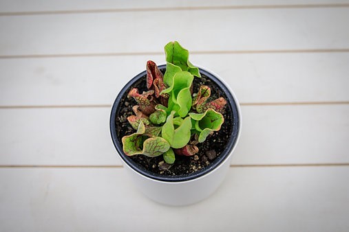 Sarracenia Purpurea "Jarra Morada"