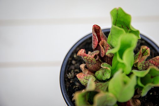 Sarracenia Purpurea "Jarra Morada"