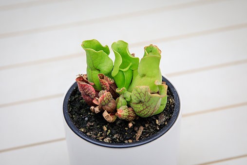 Sarracenia Purpurea "Jarra Morada"