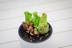 Sarracenia Purpurea "Jarra Morada"