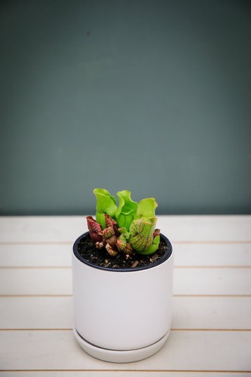 Sarracenia Purpurea "Jarra Morada"