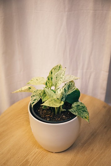 Potos Epipremnum aureum "Reina de las Nieves"