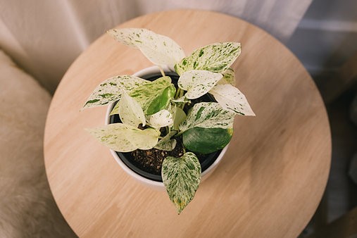 Potos Epipremnum aureum "Reina de las Nieves"
