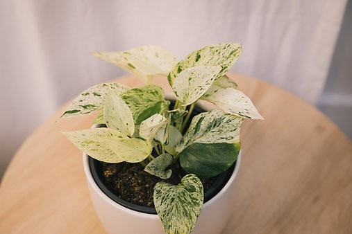 Potos Epipremnum aureum "Reina de las Nieves"