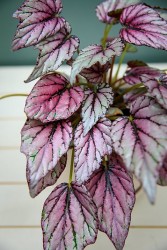 Begonia 'salpicadura púrpura'