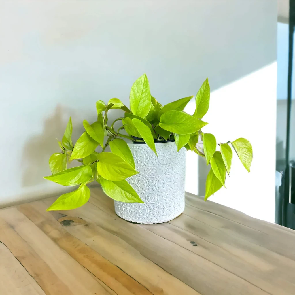 Epipremnum Dorado (Neón)