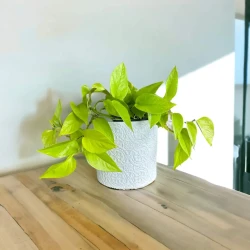 Epipremnum Dorado (Neón)