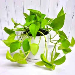 Epipremnum Dorado (Neón)