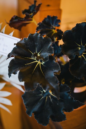 Begonia "Mamba Negra"