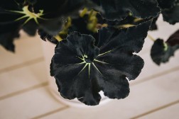 Begonia "Mamba Negra"