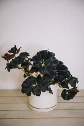 Begonia "Mamba Negra"