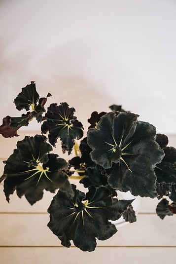 Begonia "Mamba Negra"