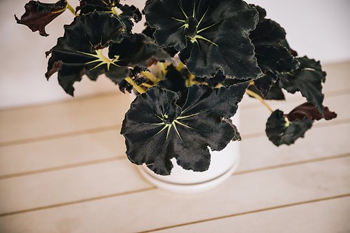 Begonia "Mamba Negra"