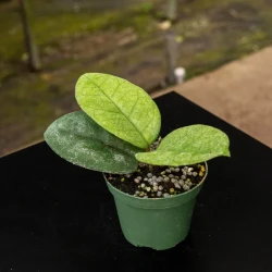 Hoya fungi
