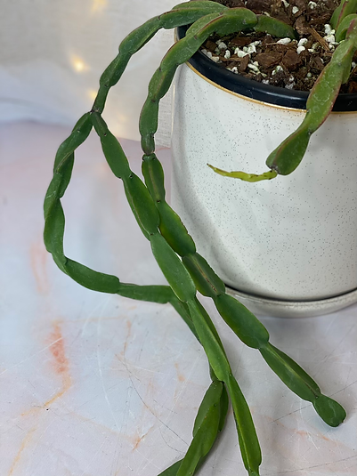 Rhipsalis Paradoxa - Cactus de cadena