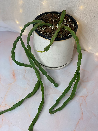Rhipsalis Paradoxa - Cactus de cadena