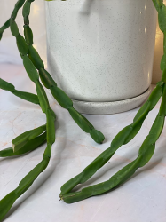 Rhipsalis Paradoxa - Cactus de cadena