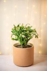 Schlumbergera truncatus "Cactus de Acción de Gracias"