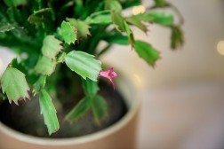 Schlumbergera truncatus "Cactus de Acción de Gracias"