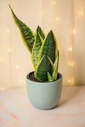 Planta Serpiente Sansevieria "Futura Superba"