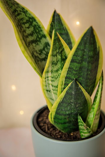 Planta Serpiente Sansevieria "Futura Superba"