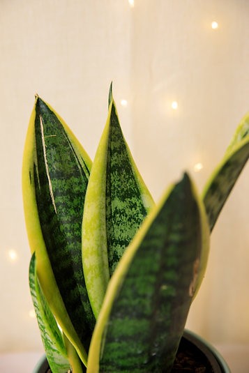 Planta Serpiente Sansevieria "Futura Superba"