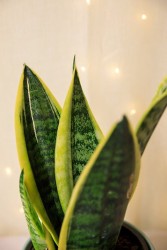 Planta Serpiente Sansevieria "Futura Superba"
