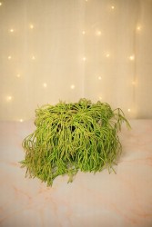 Rhipsalis capilliformis (cactus barba de viejo)