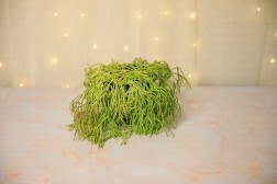 Rhipsalis capilliformis (cactus barba de viejo)
