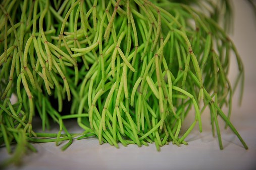 Rhipsalis capilliformis (cactus barba de viejo)
