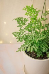 Pteris ensiformis 'Helecho de encaje plateado'