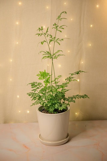 Pteris ensiformis 'Helecho de encaje plateado'