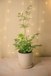 Pteris ensiformis 'Helecho de encaje plateado'