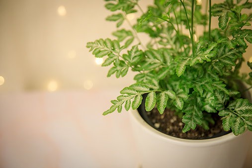 Pteris ensiformis 'Helecho de encaje plateado'
