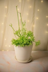 Rhipsalis cereuscula "Cactus coralino"